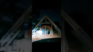 Watch_ Lion Enters Tent_ Forces Campers To Take Refuge In Car Shorts video