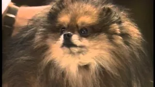 Pomeranian - AKC Dog Breed Series