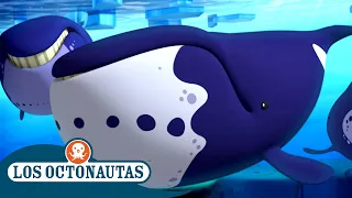 Los Octonautas - Las ballenas cabeza de arco | Temporada 2 | Episodios Completos