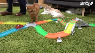 What Happens When Build A Race Track Toy For Kitties (ENG SUB)