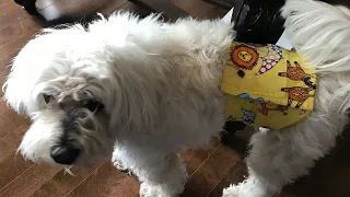 How to Make a Dog Belly Band Diaper From Old Stuff怎么做狗狗尿不湿