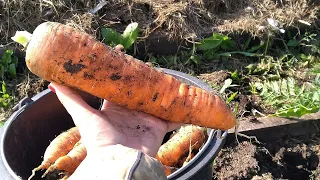 Шикарный урожай морковки и привожу в порядок грядки