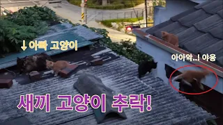 20230524 - 지붕위의 새끼 고양이 추락 사고! 드디어 아빠 고양이 등장!