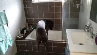 Great Dane knows exactly what to do for bath time