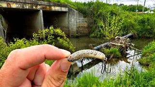 Creek Fishing with Old Rebel Lure...SURPRISE CATCH!!