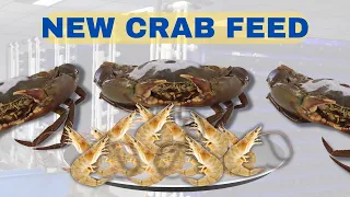 ENG & MALAY SUB) Shrimp as Our New Crab Feed??