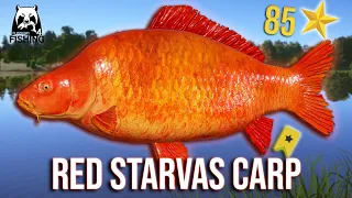 Red Starvas Carp - Scaly TROPHY at Amber Lake - Russian Fishing 4