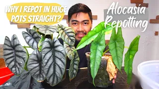 Why I Use 20cm Pots | Alocasia Silver Dragon & Alocasia Dragon's Breath | Repot with Me