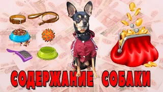 Сколько стоит содержание собаки в месяц/год или как дорого обходится нам Той