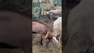 Коза vs овца Shorts