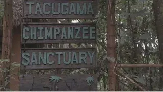 Inside Sierra Leone's chimpanzee sanctuary