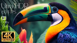 4K HDR 120fps Dolby Vision with Animal Sounds (Colorfully Dynamic) #9