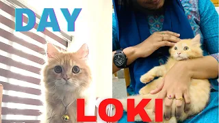 Day in my cat my loki...Look taste.