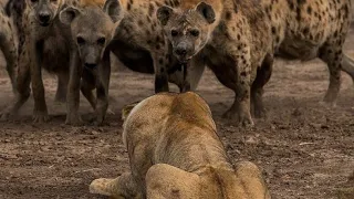 wildlife laws: Only The Fastest Will Survive, nature documentary// amazing animal moments.