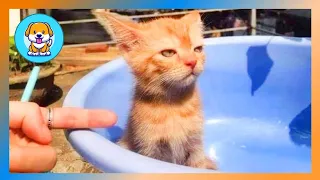 ПРИКОЛЫ С ЖИВОТНЫМИ Хитрые коты #54 Смешные Коты 2022 Funny animals video