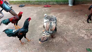 turkey🦃  vs duck 🦆 duck try to beat this turkey bird !@BirdLover123