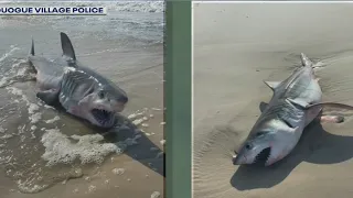 Shark sightings increase at area beaches