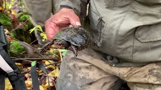 Radiotracking spotted turtles in Stony Brooke Reservation