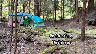 Bigfoot In Camp: My Sightings