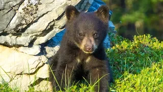 Bear Cubs Zipping Up and Down Trees then Nursing in Canada's Rockies