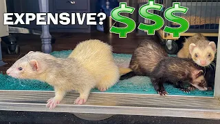 The Cost of Owning a Ferret 2021