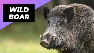 Wild Boar 🐗 The Ferocious Beast Of The Forest!