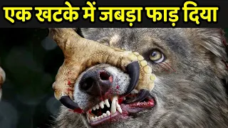 एक खटके में जबड़ा फाड़ दिया | Most Dangerous Attack Of Eagle