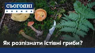 Сезон "тихого полювання" у розпалі: як розпізнати їстівні гриби