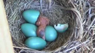 Baby Robin Hatching