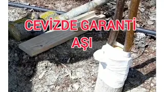 CEVİZDE EN ÇOK TERCİH EDİLEN VE BAŞARI SAĞLANAN AŞI