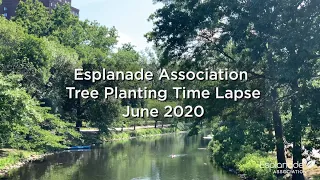 Okame Cherry Tree Planting Time Lapse