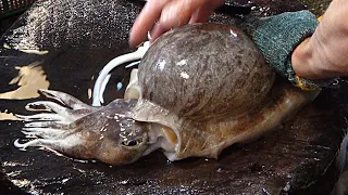 Amazing live Cuttlefish Cutting Sashimi - Taiwanese street food