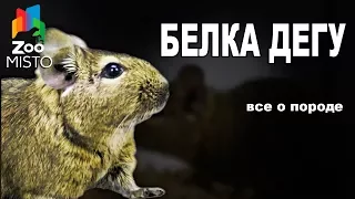 Белка Дегу - Все о виде грызуна | Вид грызуна - Белка Дегу