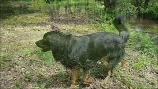 Hovawart Josh "Hinter den Gärten" 2 Jahre alt