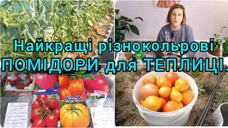 ПОМІДОРИ ДЛЯ ТЕПЛИЦІ🍅Перець🫑Баклажани🍆РЯСНО ЗІЙШЛИ!#помідоридлятеплиці#розсадаперцю#розсадабаклажан