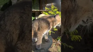 The most beautiful rescued bobcat in the whole world #shorts #cats