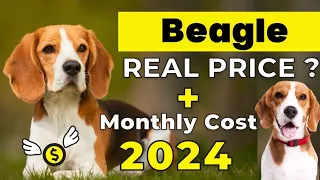 Beagle Dog Price In India 2024 | Price of Beagle in india and Monthly Expenses