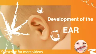 Special Embryology - Development of the ear