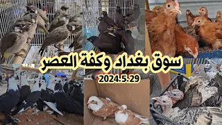 سوق بغداد وكفة العصر اهل الكراتين والخانات والجنابيز انواع الدجاج والحمام وطيور الزينة 2024/5/29