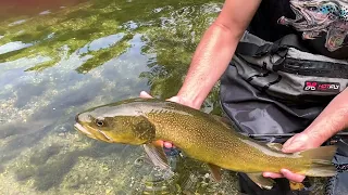 Releasing Marble trout Rozman Fly Fishing