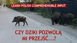 Learn Polish | Czy dziki pozwolą mi przejść...?