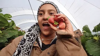 TASMANIA TRAVEL DIARIES 5// berry picking and living on a camp site with awesome humans