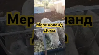 Мериноланд уже в Дагестане