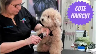 XuXu the Miniature Poodle in a Freestyle trim