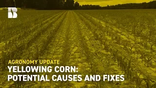 Yellowing Corn: Potential Causes and Fixes | Beck’s Agronomy Update