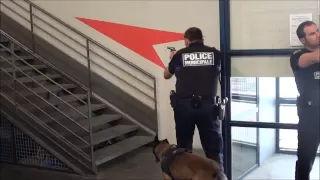 Progression avec un chien de Police 3