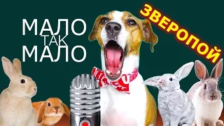 ЕГОР КРИД - МАЛО ТАК МАЛО СОБАКА ДЖИНА ПОЁТ ЗВЕРОПОЙ | Elli Di Pets