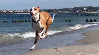 Ostsee - der schnellste Hund am ganzen Strand - Podenco Pintu