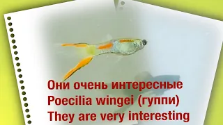 Юркие и симпатичные (гуппи) эндлера / Nimble and cute (guppy) endlera