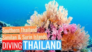 Diving Similan & Surin Island and Southern Thailand (the Phinisi and the Junk liveaboards)